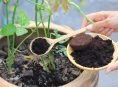 imagen Que plantas agradecerán tus restos de café