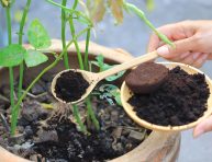 imagen Que plantas agradecerán tus restos de café