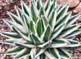 imagen El Agave victoriae-reginae