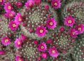 imagen Mammillaria: Un vistazo a este género fascinante de cactus