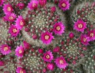 imagen Mammillaria: Un vistazo a este género fascinante de cactus