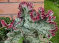imagen La fascinante Euphorbia lactea: Una guía completa