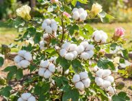 imagen Cultiva tu propia planta de algodón en casa